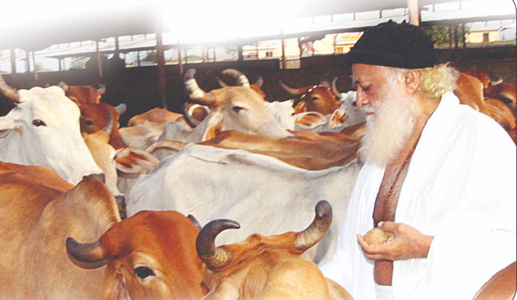गौ रक्षण व संवर्धन